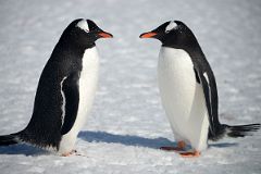 12A Two Gentoo Penguins Begin Their Mating Ritual On Aitcho Barrientos Island In South Shetland Islands On Quark Expeditions Antarctica Cruise.jpg